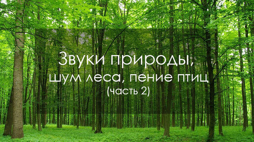 Звуки природы, шум леса, пение птиц (72)