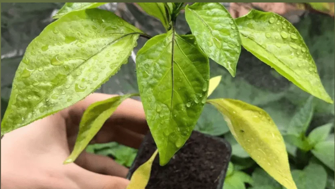 Листья перца сами расскажут, чего им не хватает