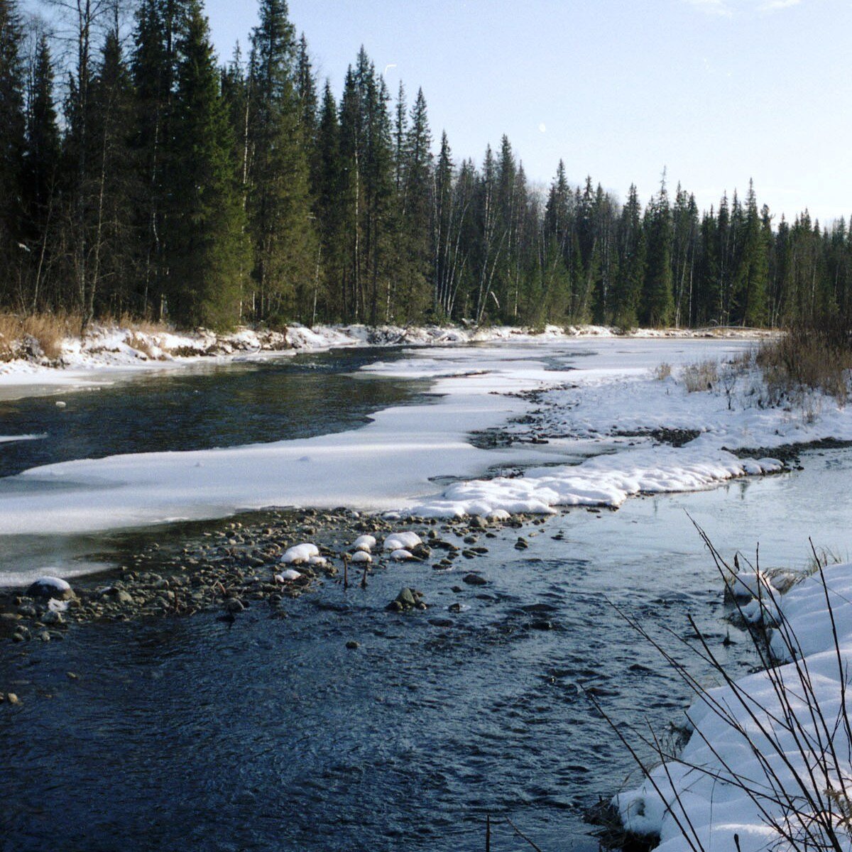 Энтузиазм в предзимье зашкаливает, Ф.З. отчего (фото автора)