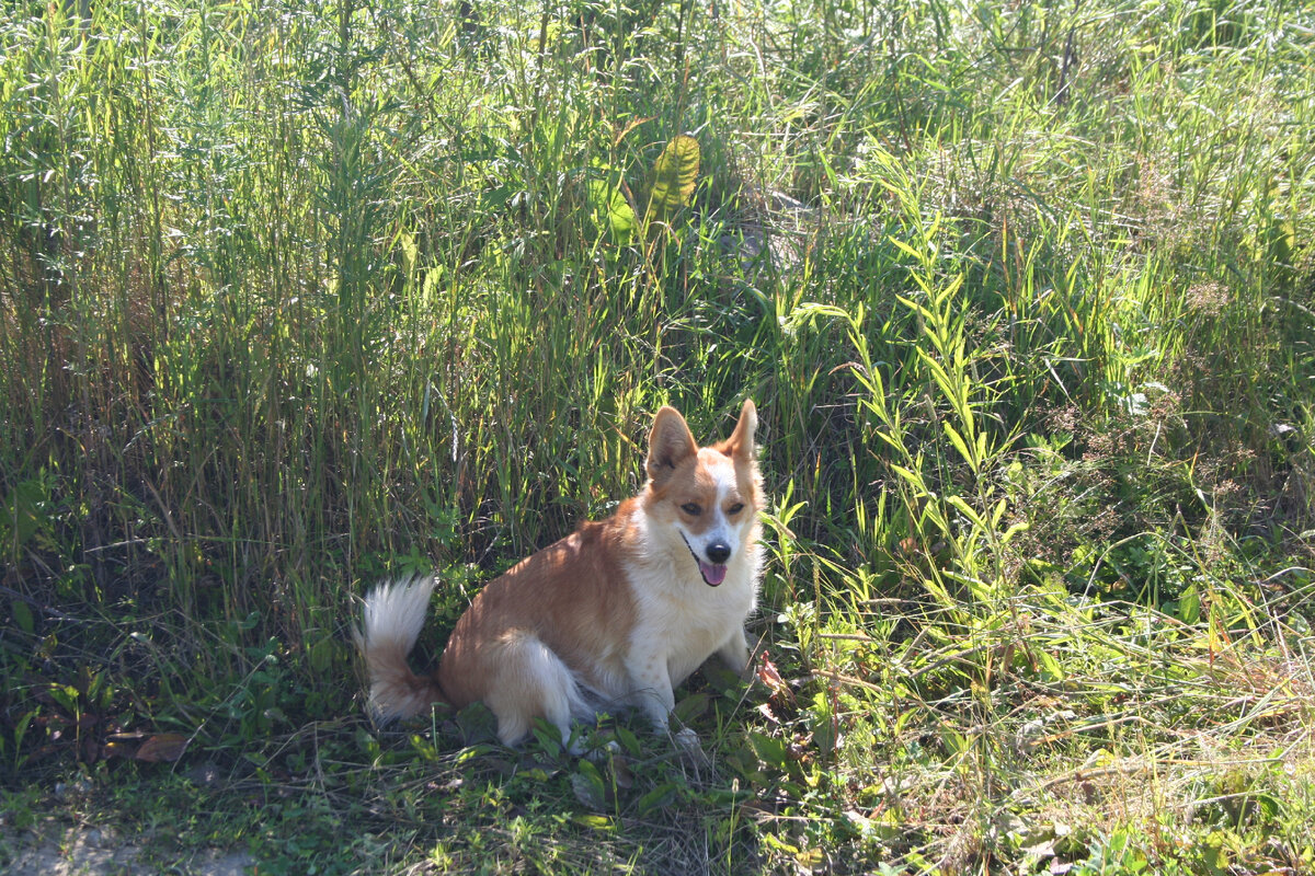 Дачный полдень