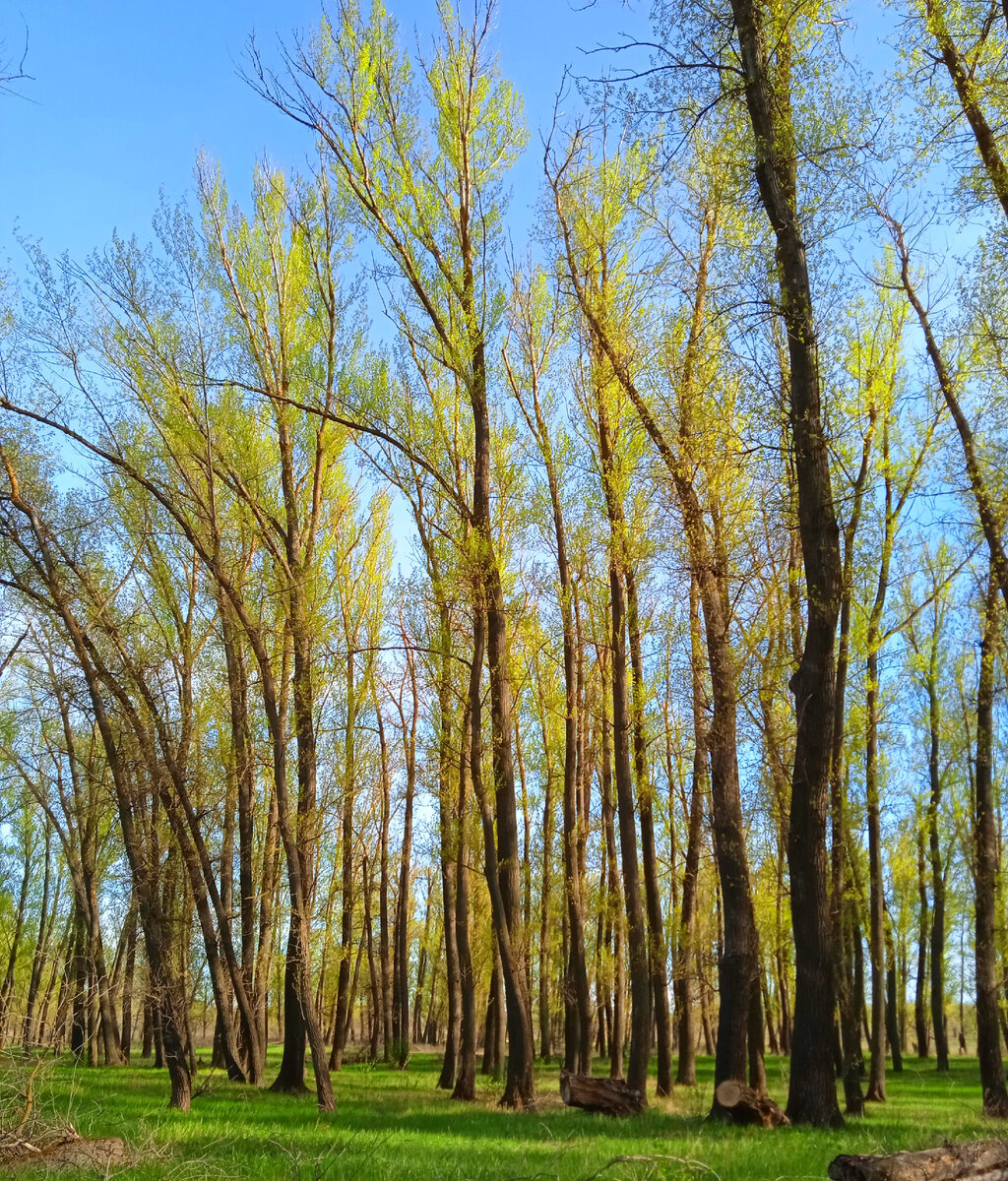 Новая жизнь