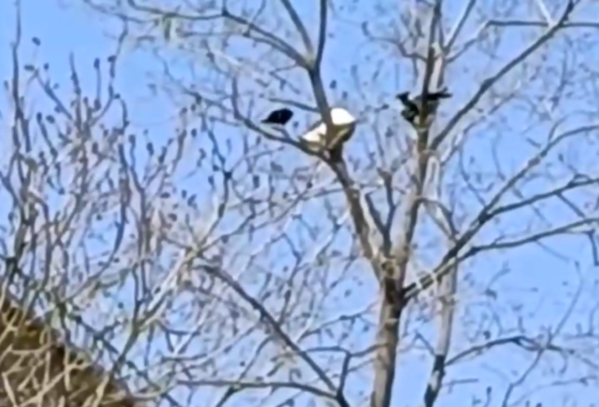    В Новороссийске спасли сидящего на дереве кота от нападающих на него ворон