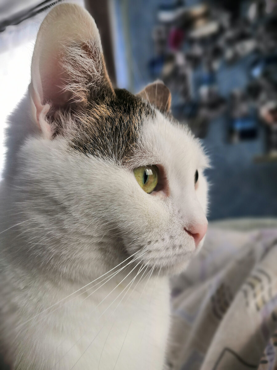 мои любимые ухи🤣🤣🤣