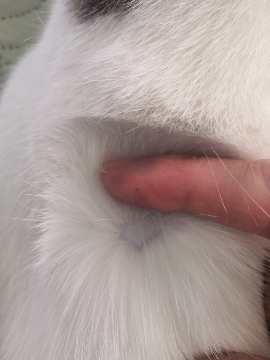 вот он - шрам-сердечко