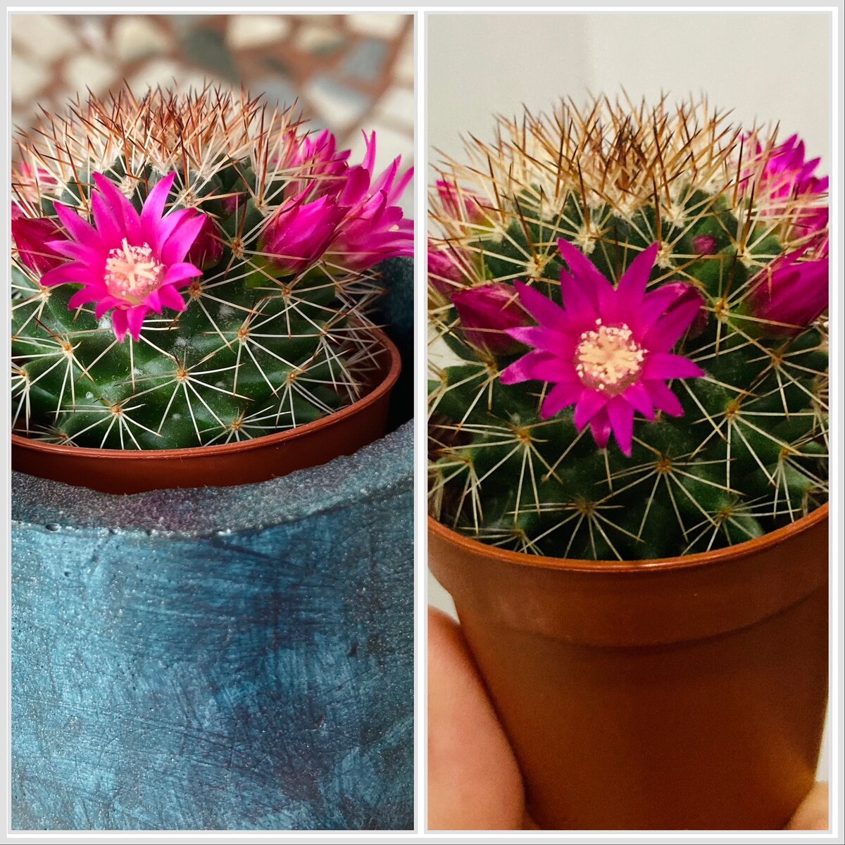 Цветет маммиллярия🌸