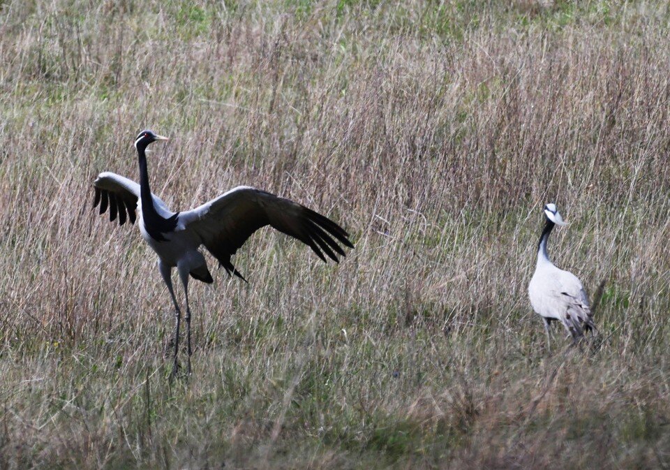    Журавли-красавки умеют изящно ухаживать. Фото: ФГБУ «Заповедный Крым»/VK