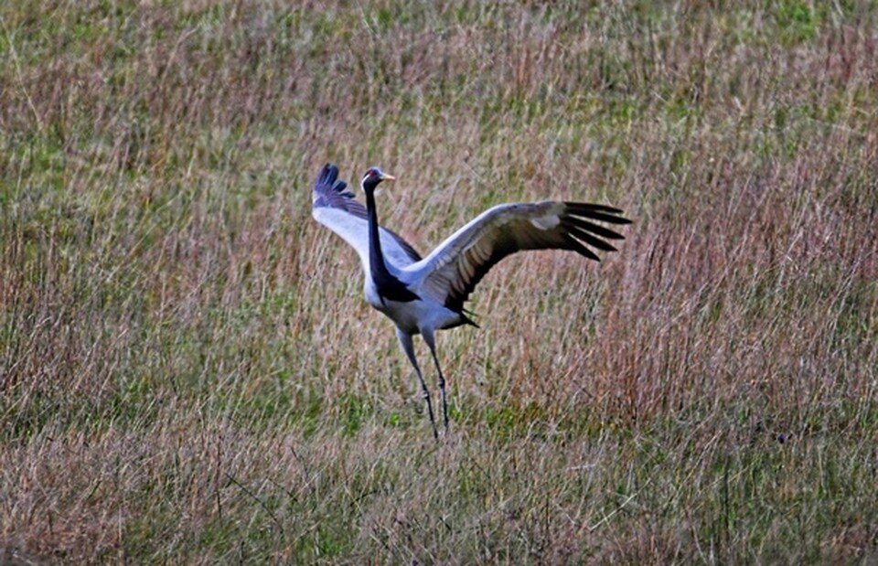    Самцы делают все, чтобы понравится самке. Фото: ФГБУ «Заповедный Крым»/VK