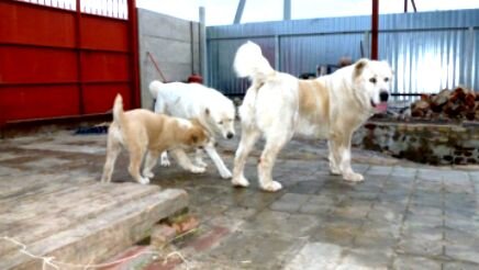 Нюхают и не смеют...