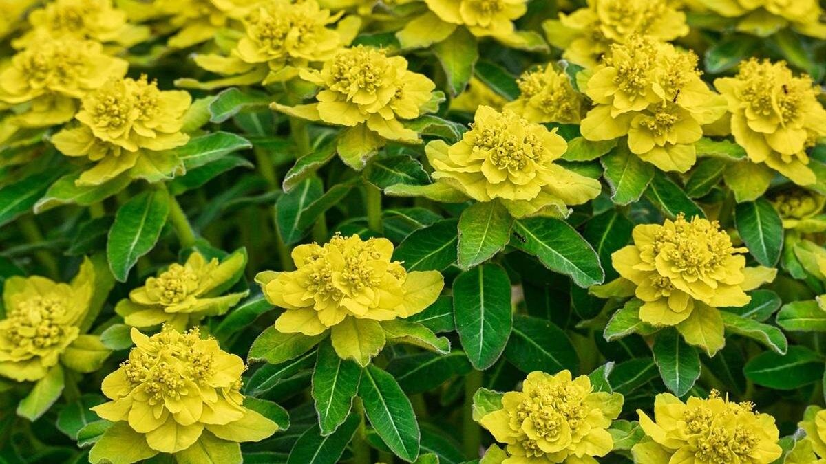    Молочай разноцветный на клумбе:Pixabay