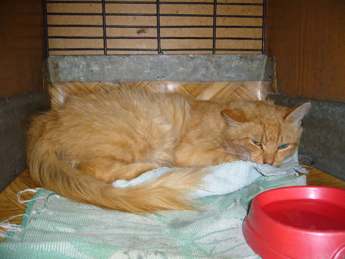 Таким он попал в приют