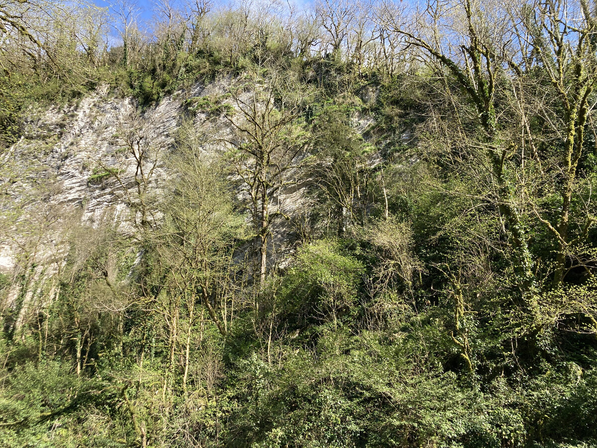 Идем по лесу