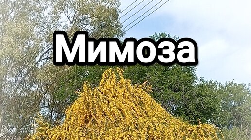 Нежеланное «золото» Кипра