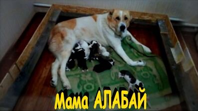 Мамашу приходится учить всему...