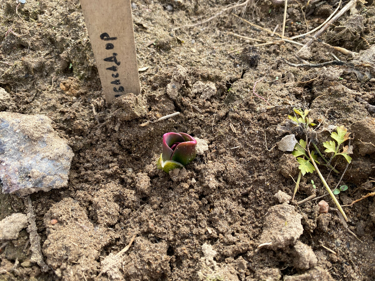 Лук-гигант Амбассадор, апрель, фото автора