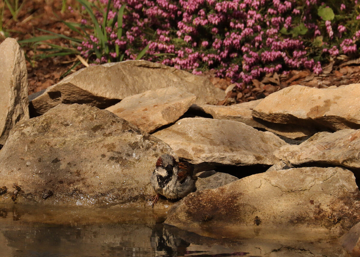 Вода холодная бодрит