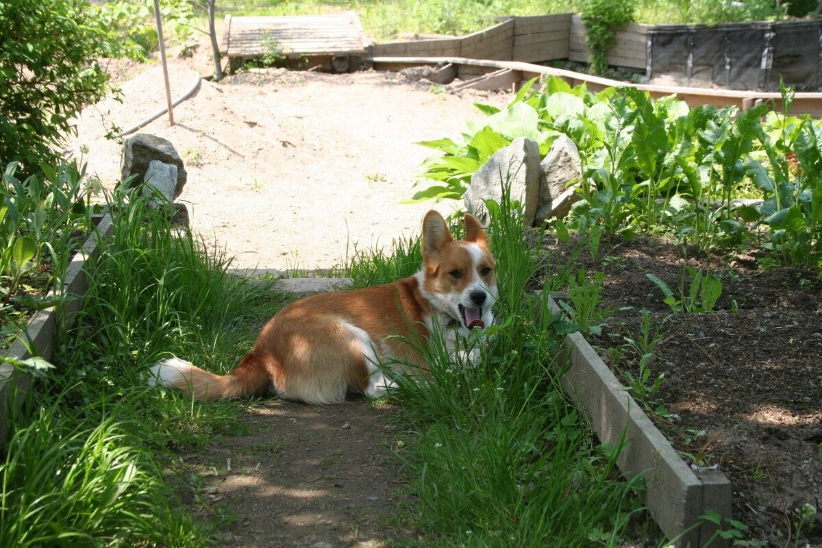 Начальник службы охраны