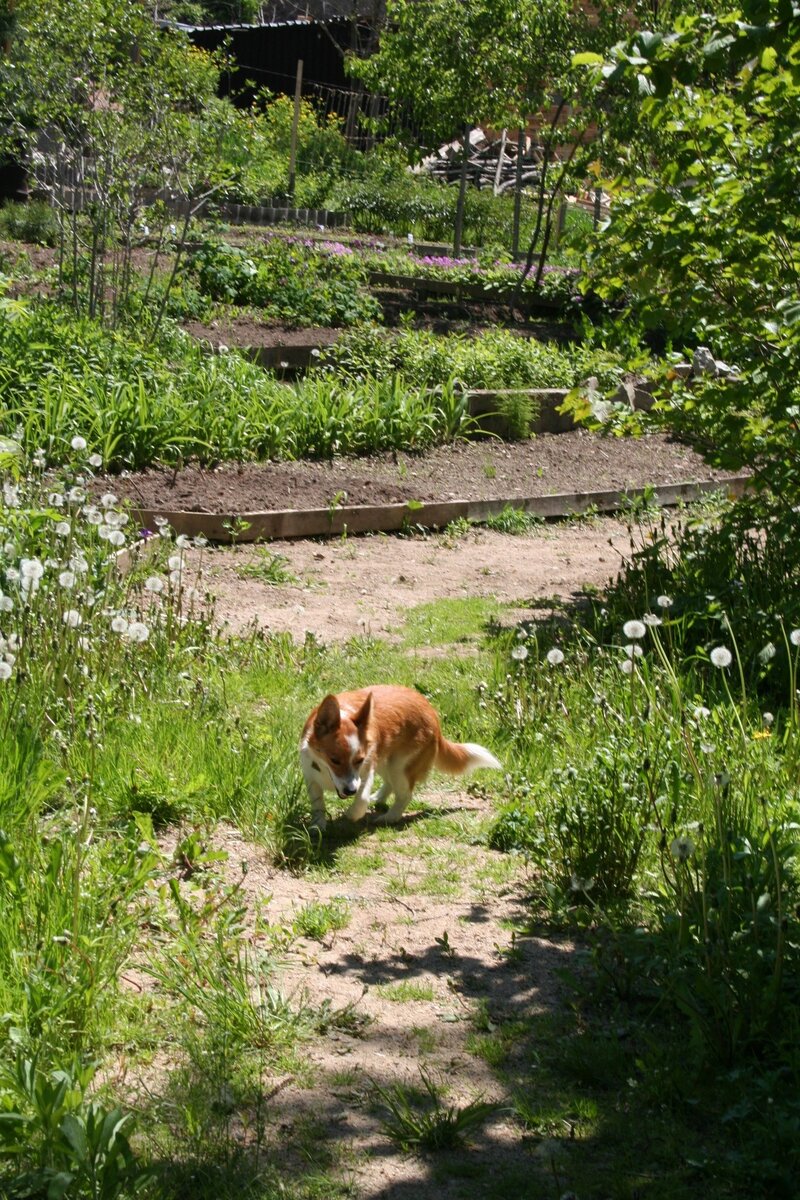 Я же овчарка!