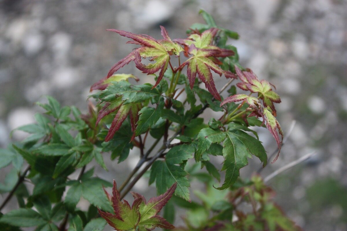 Клен японский "Литтл Принцесс" (Acer palmatum 'Little Princess'). Фото с сайта питомника Konieczko