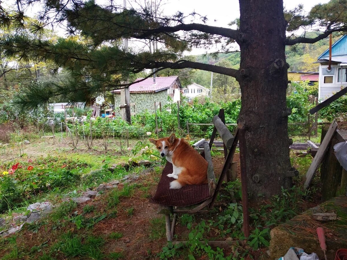 Наша скамейка под кедром