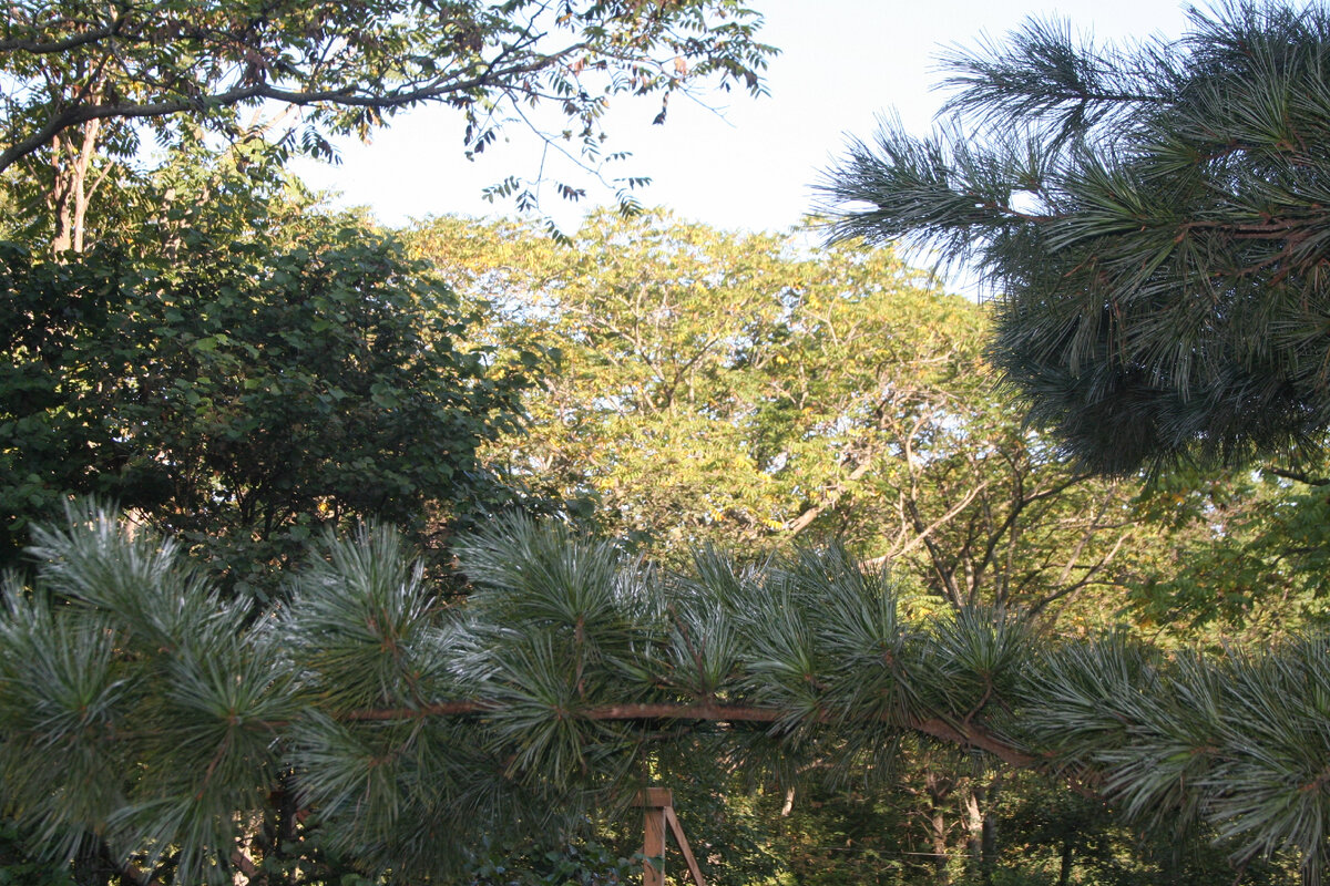 Вид на маньчжурские орехи оз под кедра