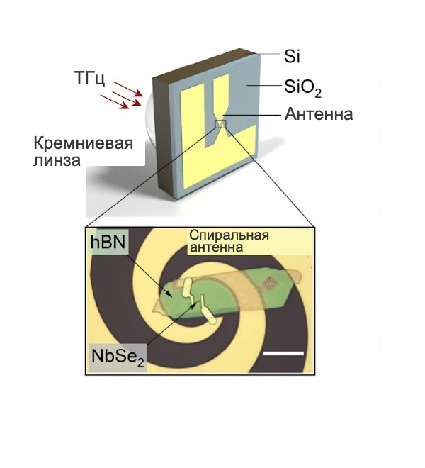 Устройства NbSe2 с антенной связью. 
Кремниевая линза фокусирует терагерцовое излучение на центральную часть антенны. Антенна принимает мощность падающего излучения и передает её чувствительному элементу —  пленке диселенида ниобия. Пленка поглощает излучение и нагревается, что приводит к изменению её сопротивления и формированию сигнала детектора

