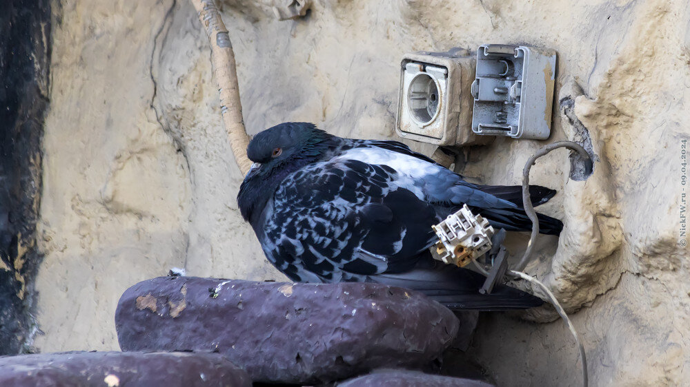 Электроголубь... © NickFW.ru — 09.04.2024г.