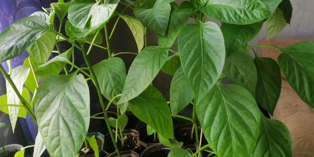 Высадка перца в грунт. Положите «проверенное» удобрение в лунку и получите большой урожай плодов