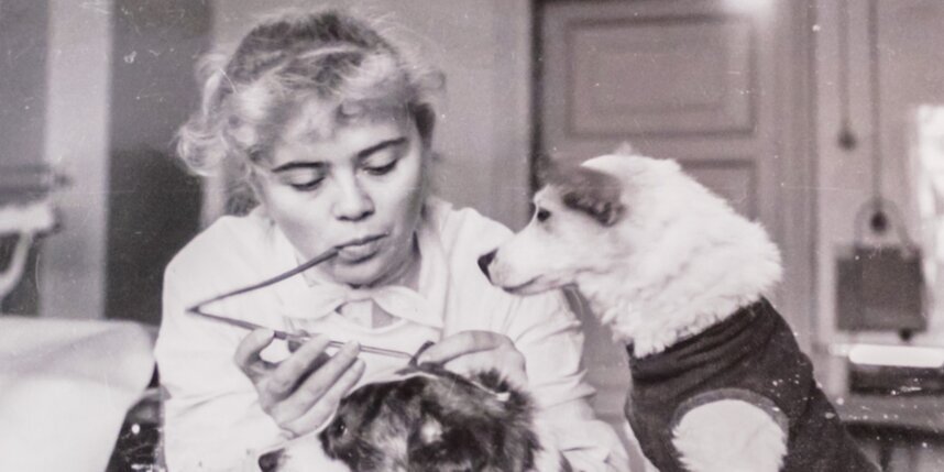    Белка и Стрелка в гематологической лаборатории.