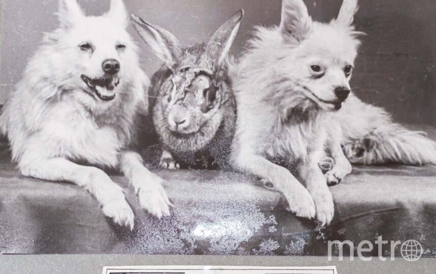    Собаки Отважная, Малёк и кролик Марфуша после полёта.