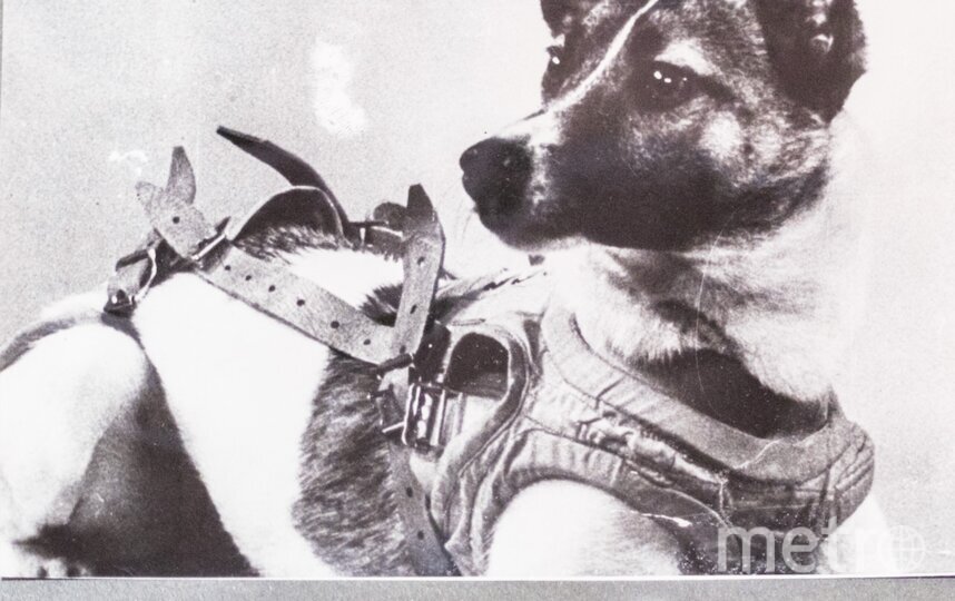    Лайка не вернулась из космоса.