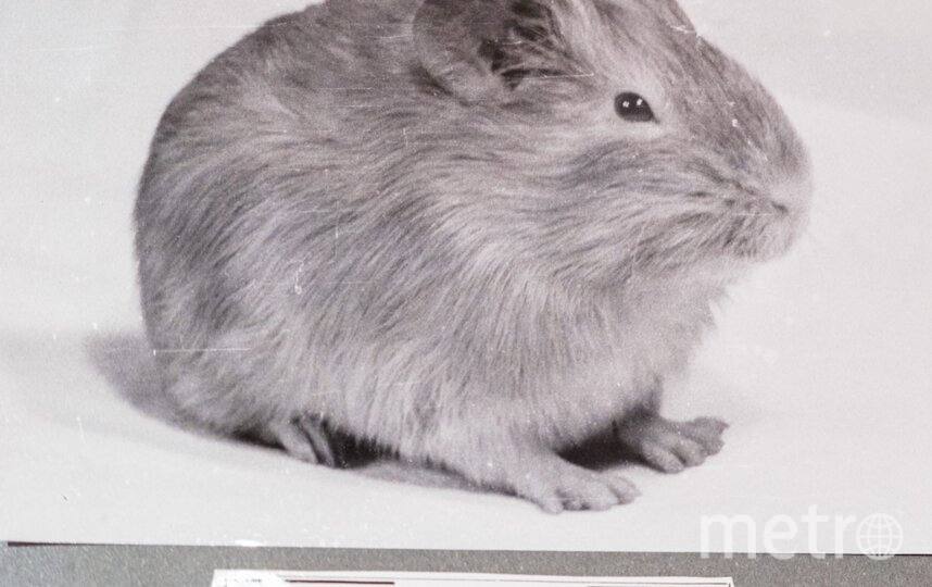    Морская свинка – пассажир 4-го корабля-спутника.