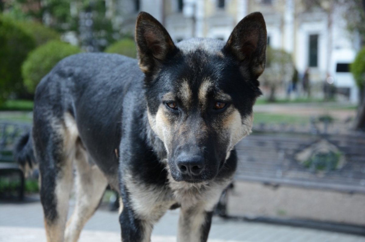    Карантин по бешенству сняли в Иркутском районе