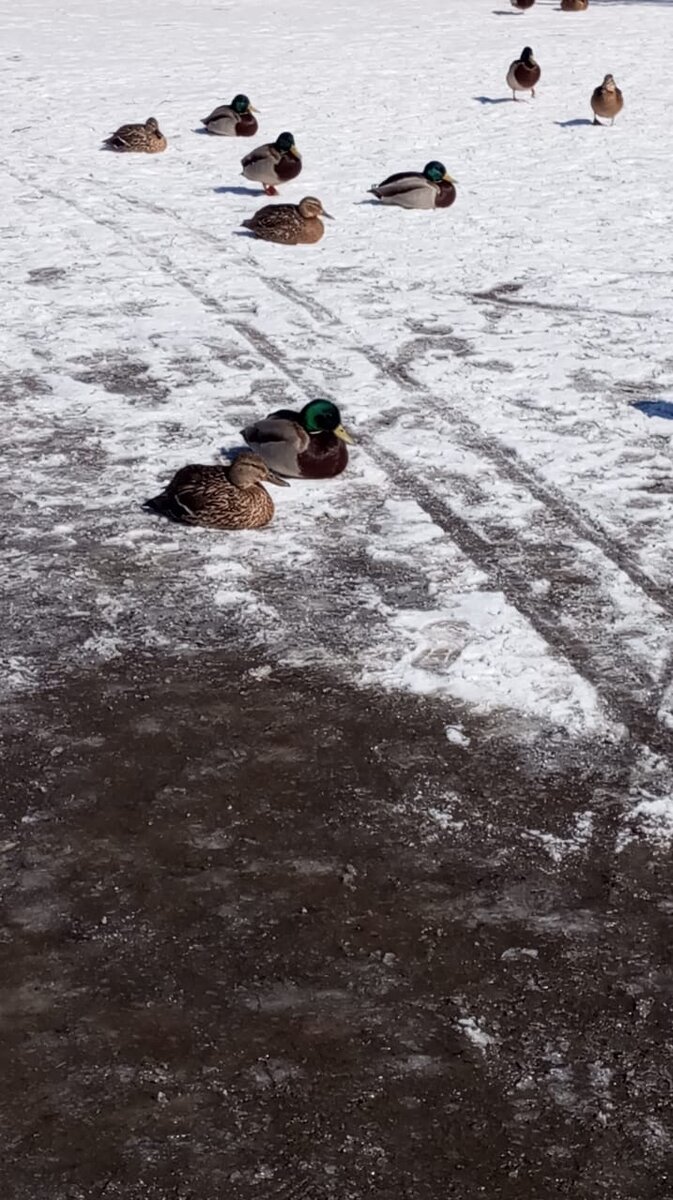 Дочь гостила в городе на каникулах. Засняла в парке уточек на снегу. Забавно, что говорят - фотошоп)))