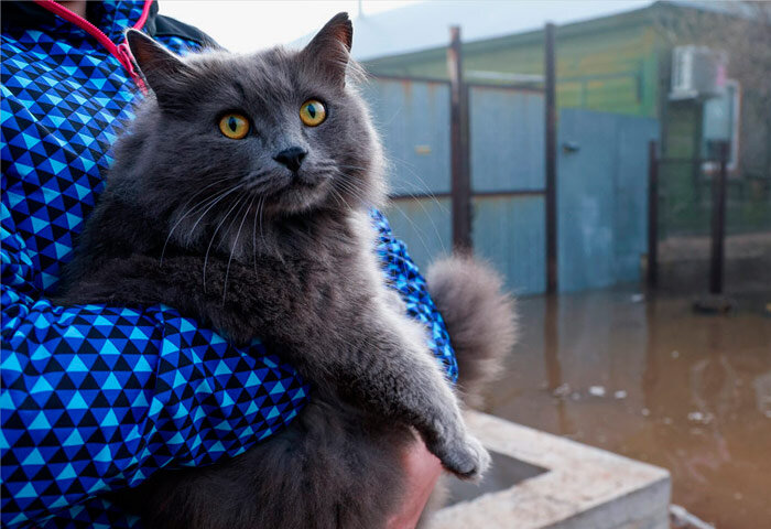 Спасение животных в Оренбургской области. Фото: interfax.ru