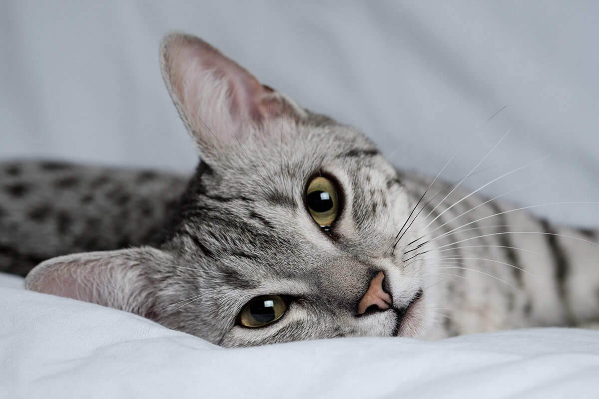 Darren Miles / Shutterstock / FOTODOM📷Египетский мау