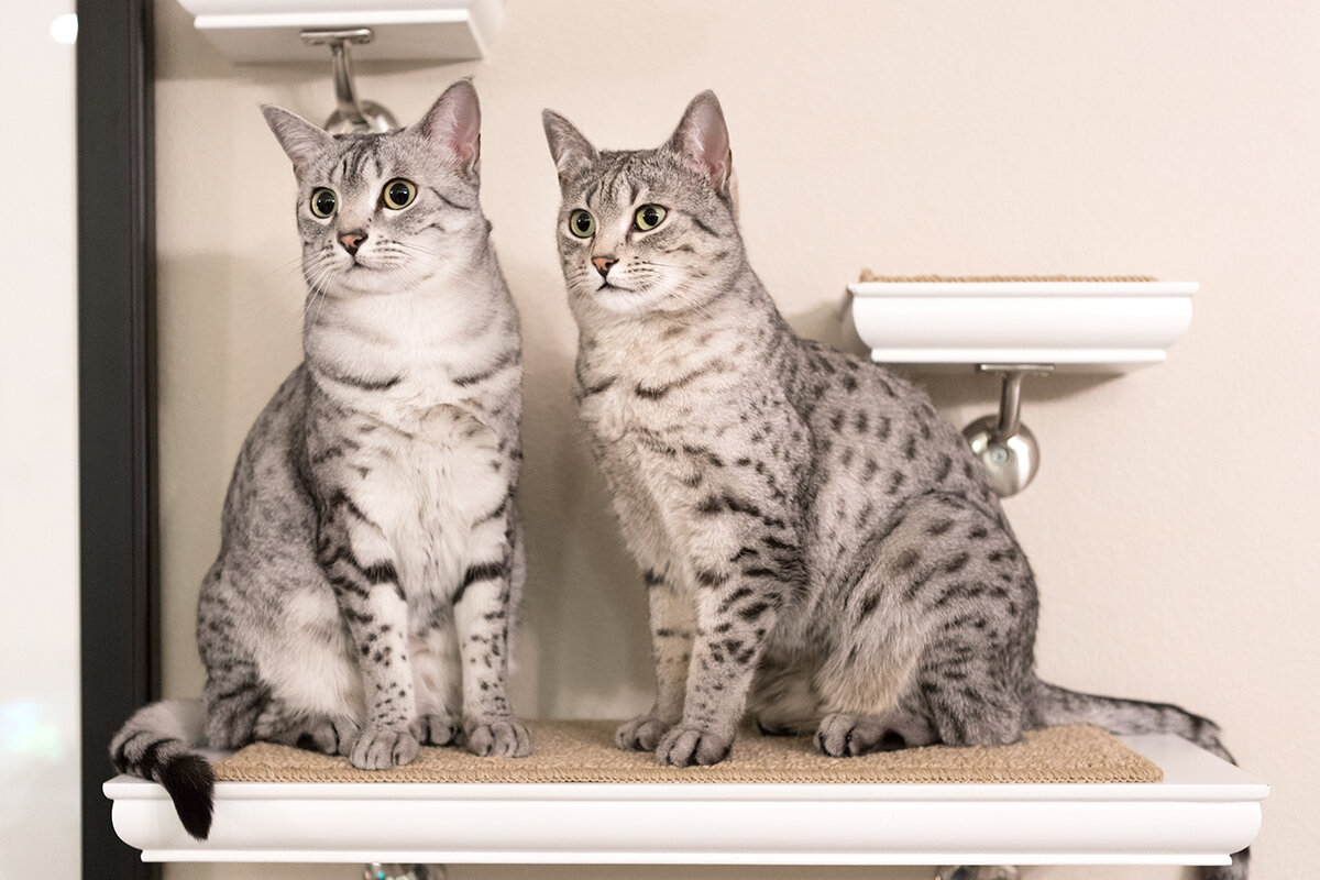 Sarah Fields Photography / Shutterstock / FOTODOM📷Египетский мау