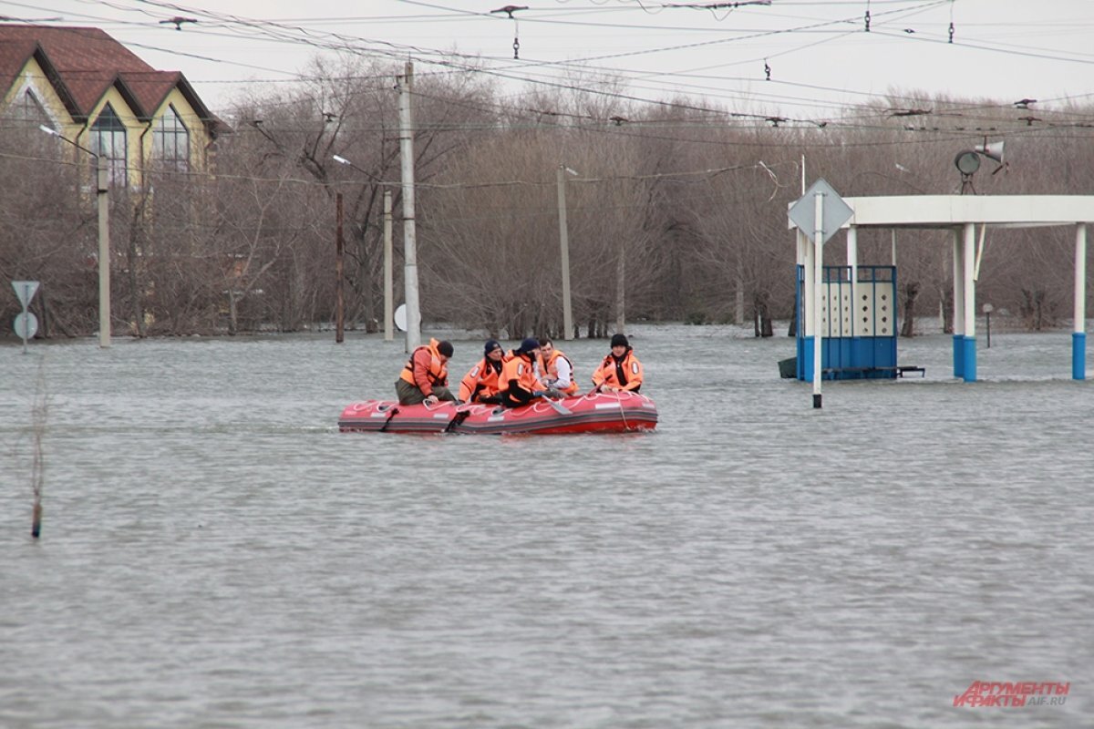    В затопленном Орске заметили строящих «плотины» бобров