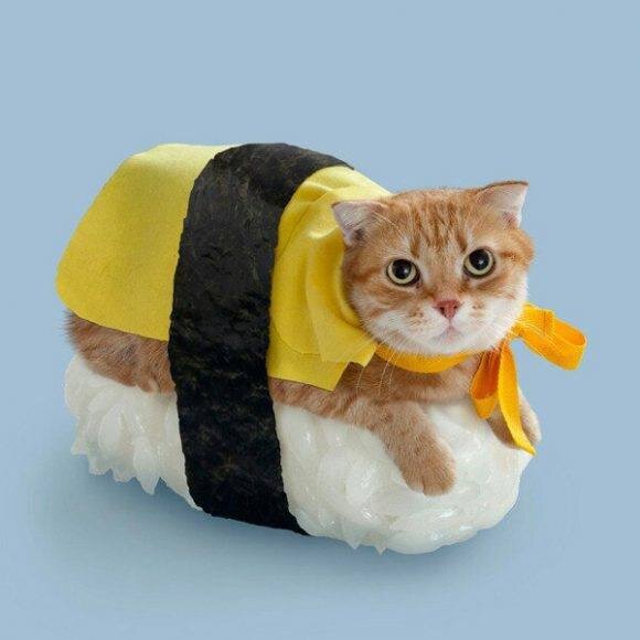 плох тот блог, где нет котиков