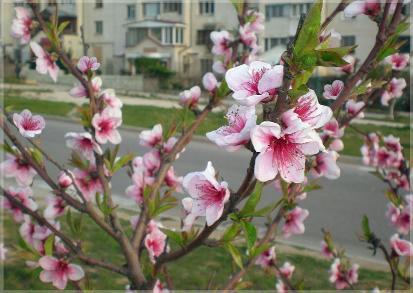 Весна на нашей улице – цветёт персик :)