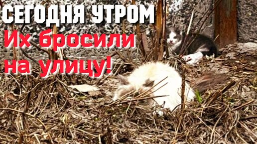 💔Брошенные на холод кошка с котёнком жались друг к другу. Они прятались от людей и им некуда идти / доброхвостики ждут помощи ✔️