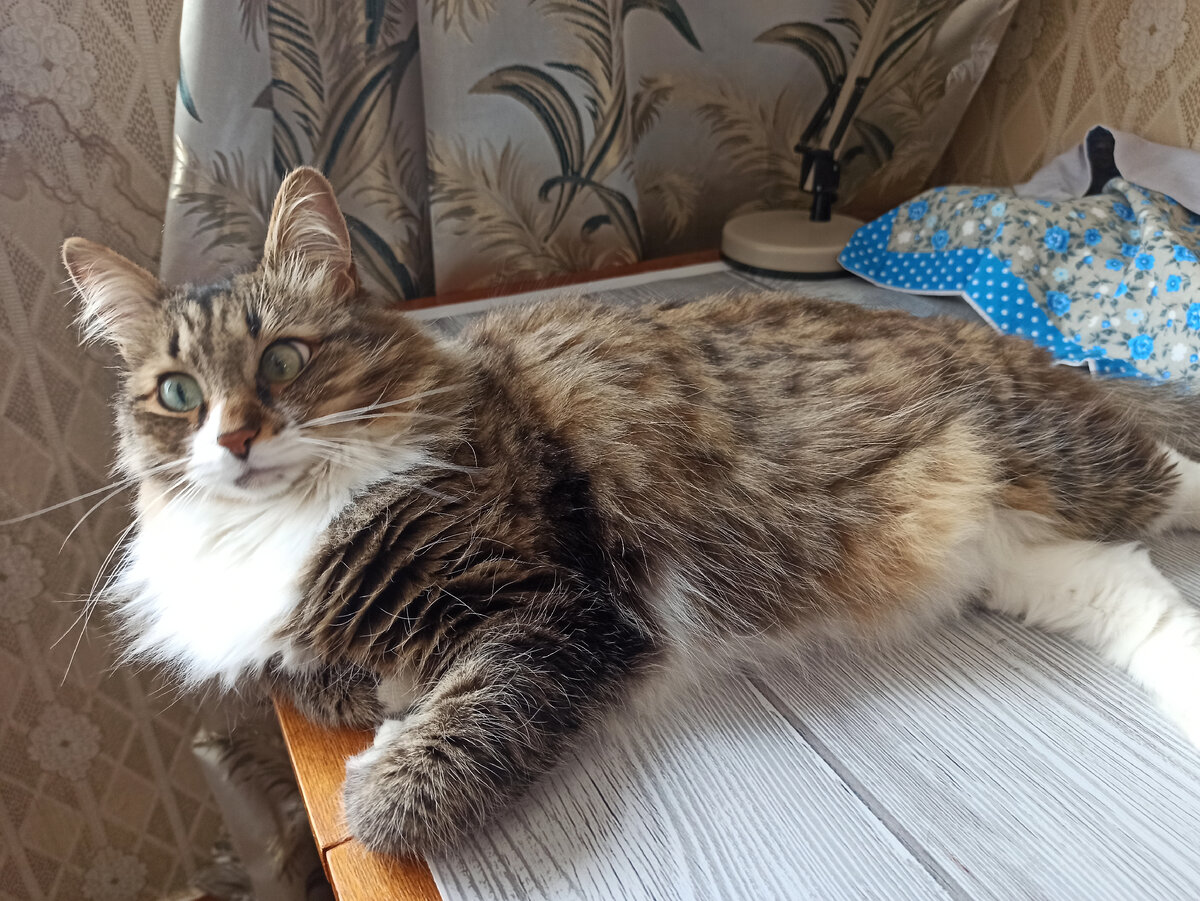 Вы только посмотрите, на этот ошалелый взгляд😸
