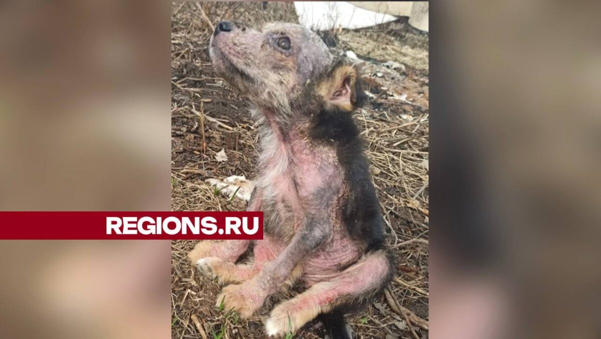 Один из несчастных малышей. Фото Татьяна Чебрякова