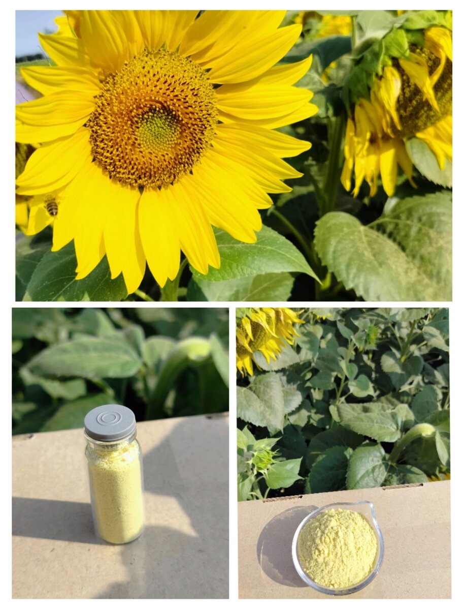 Так выглядит пчелиный яд