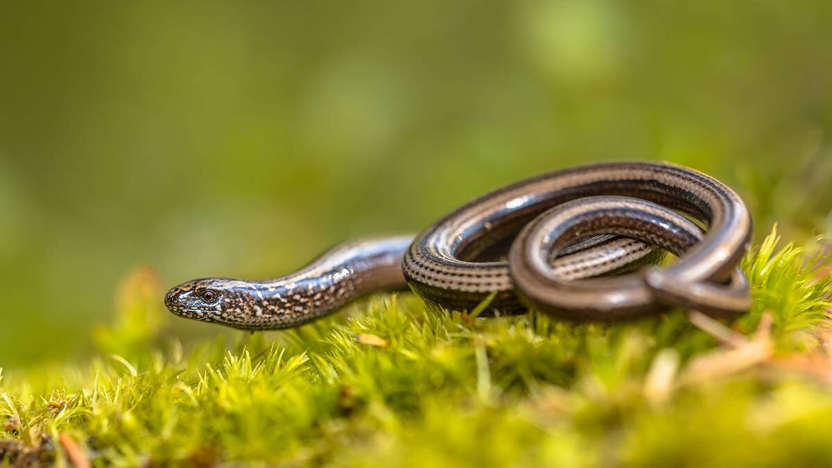    Фото: Shutterstock