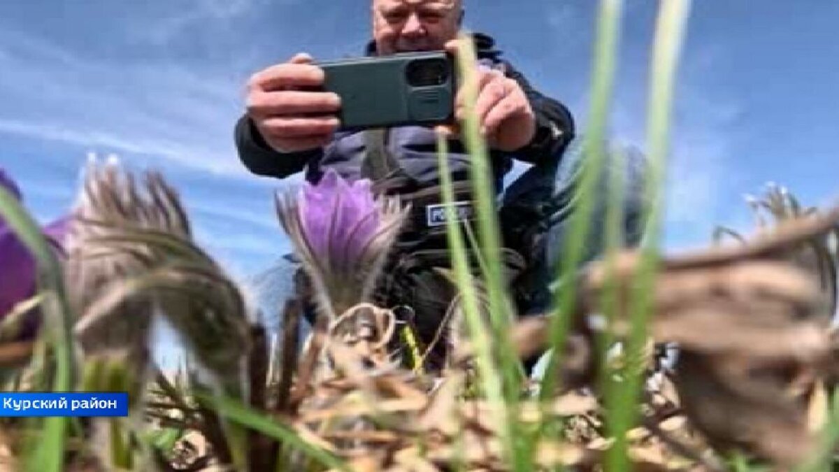    Курян приглашают полюбоваться редкими первоцветами в заповедник имени Алёхина