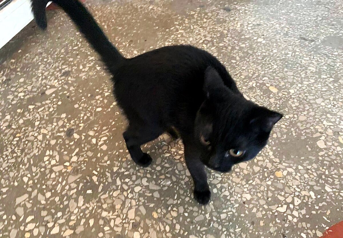 От страха котёнок не знал деваться