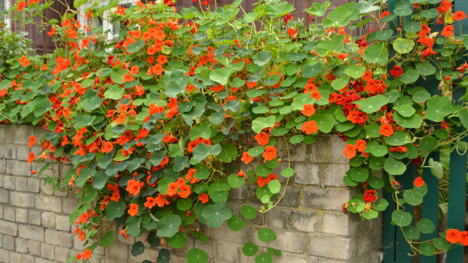 Настурция: цветок и вкусный овощ, который станет украшением клумбы и разнообразит ваше меню