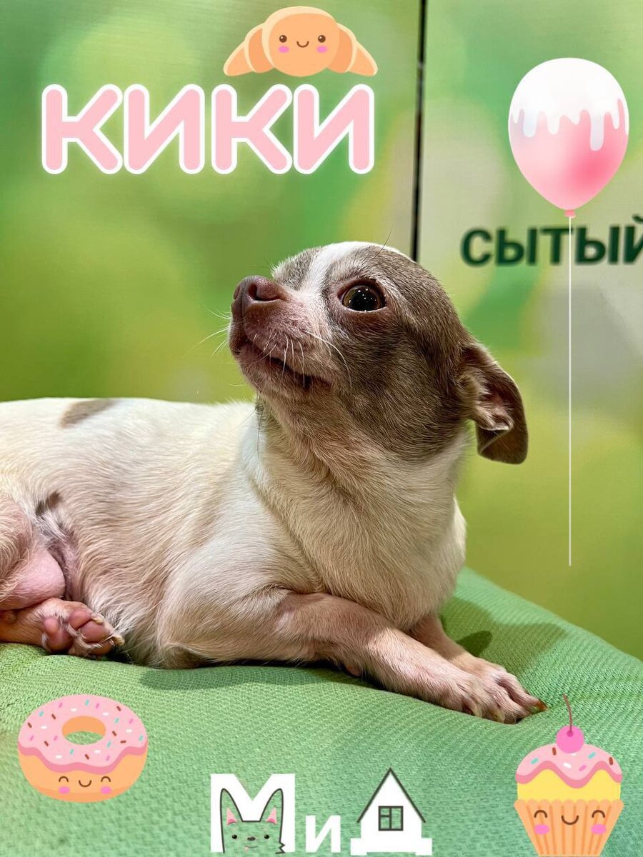 «Привет, я Кики, самая сладкая булочка в МиД»