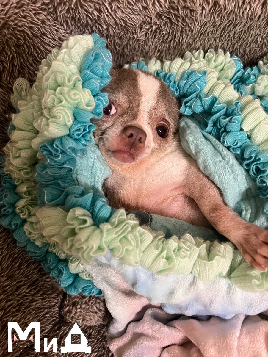 Уютная Кикиша любит зарываться в пледик