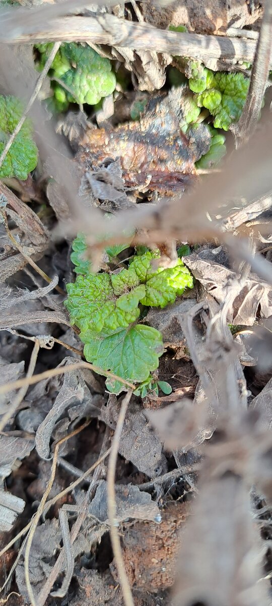 Мелисса. Потом будет большой пушистый куст (фото автора)